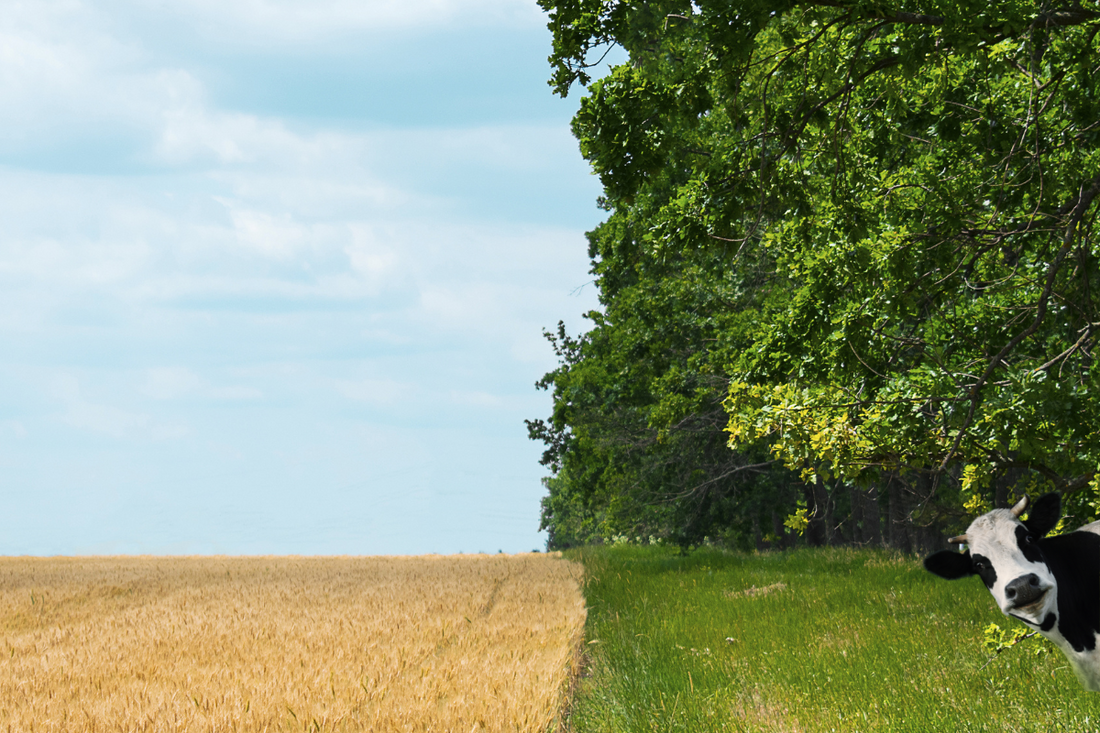 Regenerative Agriculture: Redefining the Future of Farming